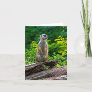 Meerkat Greeting card