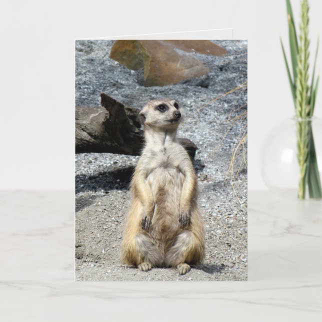 Meerkat Greeting Card (Front)