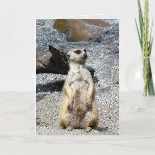 Meerkat Greeting Card