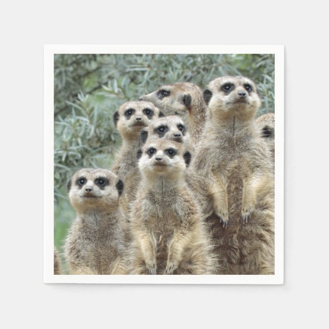 Meerkat-Group 001 Napkin (Front)