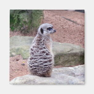 meerkat guard magnet