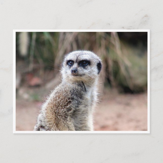 meerkat guard postcard (Front)