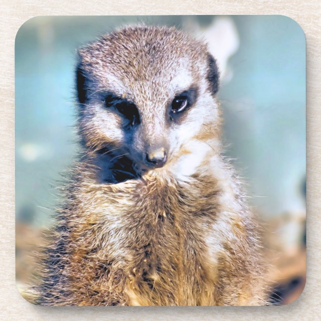 MEERKAT Hard plastic coaster (Front)