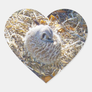 Meerkat Has Made A Nest, Heart Sticker