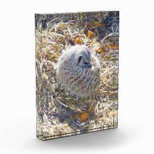 Meerkat Is Building A Nest, Photo Block