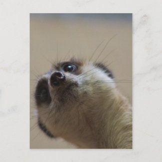 Meerkat Looking Dramatic Postcard