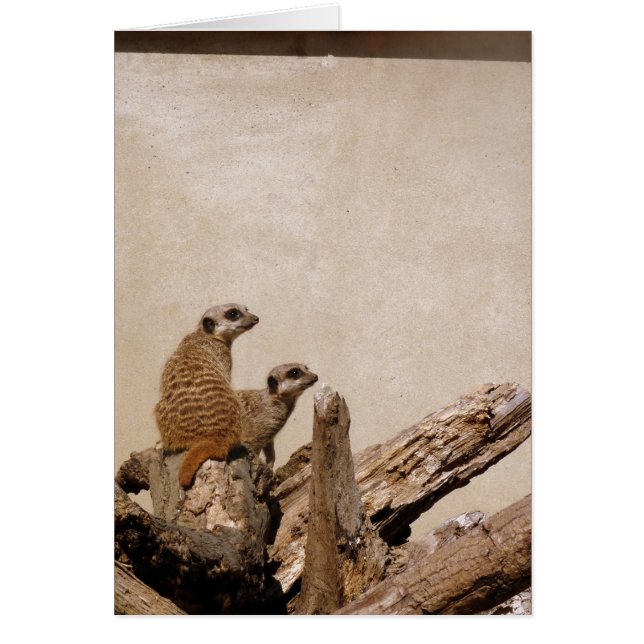 Meerkat Lookout (Front)