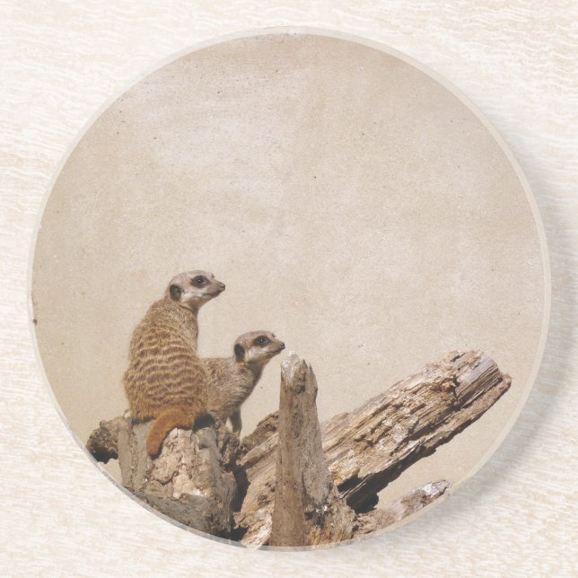 Meerkat Lookout Coaster (Front)
