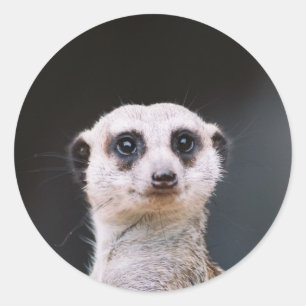 Meerkat Lookout round sticker