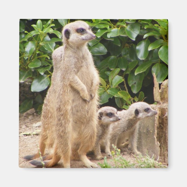 Meerkat magnet (Front)