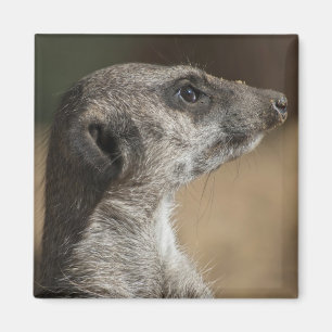 Meerkat Magnet