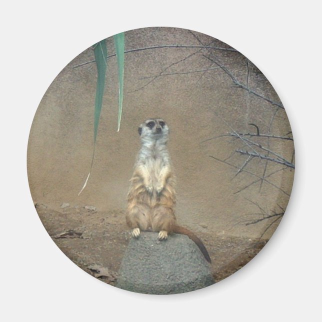 Meerkat Magnet (Front)