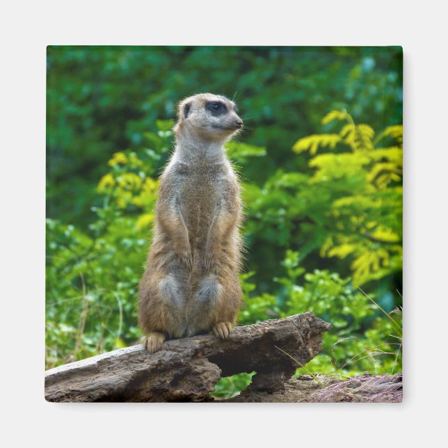Meerkat Magnet (Front)