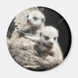 meerkat magnet 3