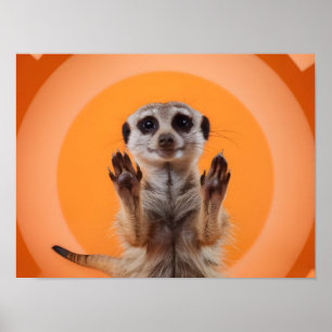 Meerkat Making Stop Hand Gesture Poster