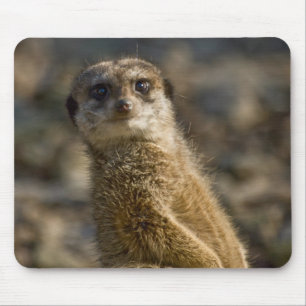 Meerkat Mouse Pad
