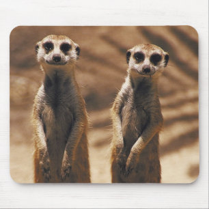 Meerkat mousepad
