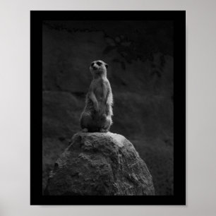 Meerkat On A Rock Nature Lovers Black And White Ve Poster