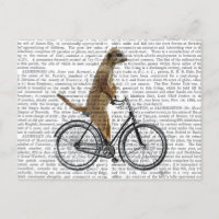 Meerkat on Bicycle