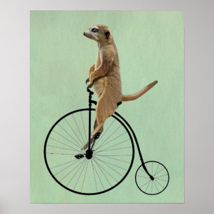 Meerkat on Black Penny Farthing Poster