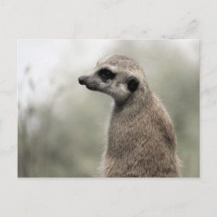 Meerkat on Guard Duty - Postcard