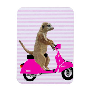 Meerkat on Pink Moped 2 Magnet