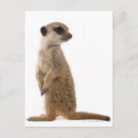 Meerkat or Suricate - Suricata suricatta
