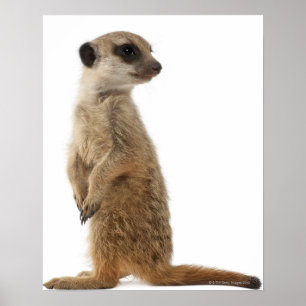 Meerkat or Suricate - Suricata suricatta Poster
