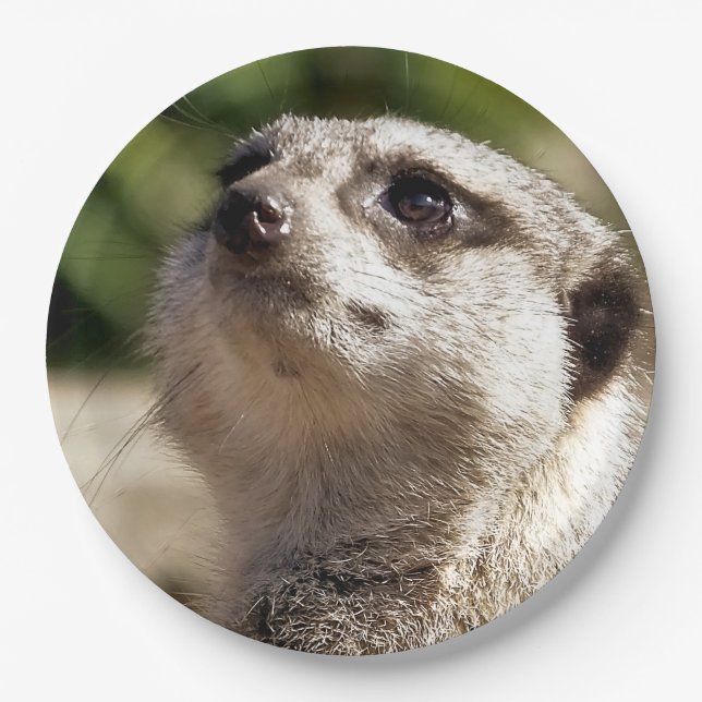 MEERKAT PAPER PLATE (Front)