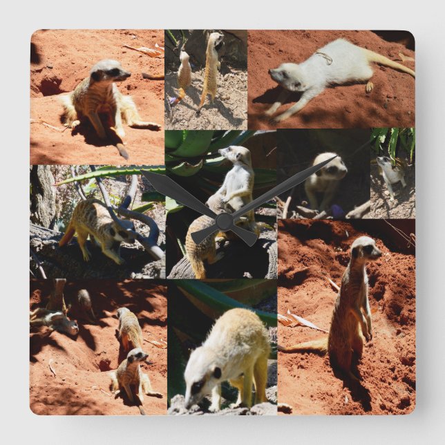 Meerkat Photo Collage, Square Wall Clock (Front)