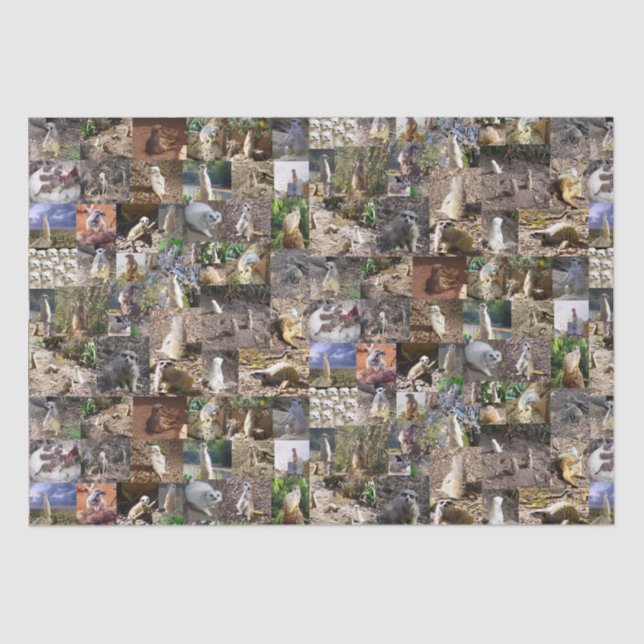 Meerkat Photo Collage, Tissue Paper (Front)