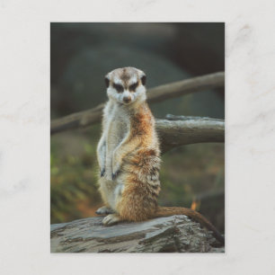 Meerkat Photo Postcard