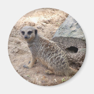 Meerkat photograph against log and sand magnet