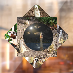 Meerkat Polyscope, 