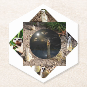 Meerkat Polyscope,  Paper Coaster