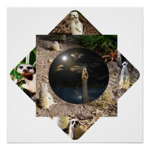 Meerkat Polyscope,  Poster