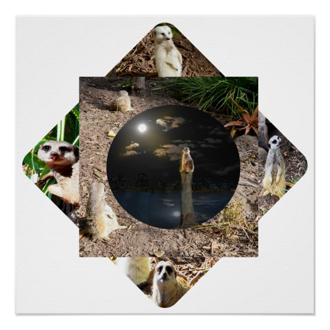 Meerkat Polyscope,  Poster (Front)