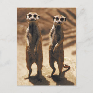 Meerkat postards postcard