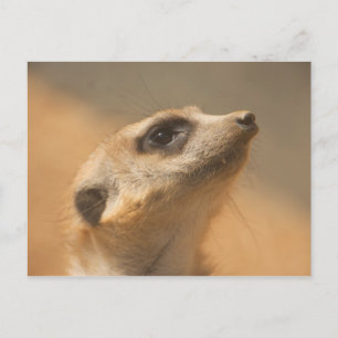 Meerkat Postcard