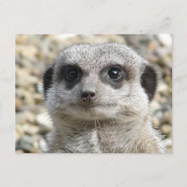 Meerkat Postcard (Front)