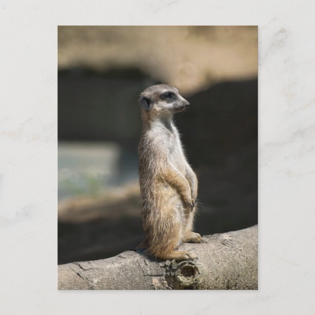 Meerkat Postcard (Front)