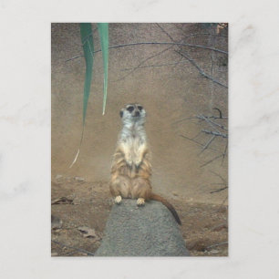 Meerkat Postcard