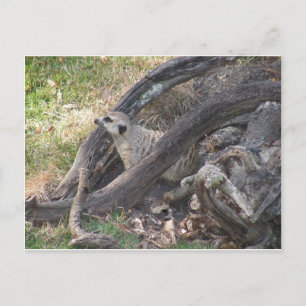 Meerkat postcard