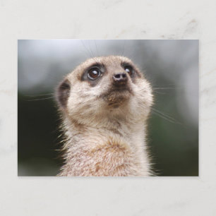 Meerkat Postcard