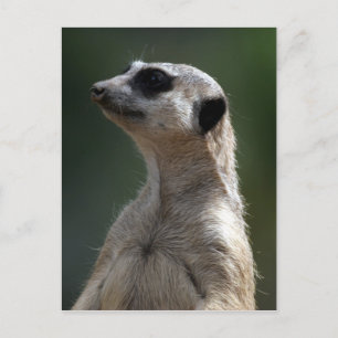 Meerkat Postcard