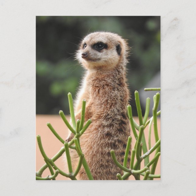 Meerkat Postcard (Front)