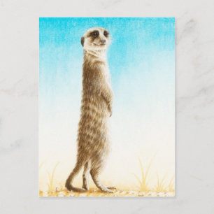 Meerkat Postcard