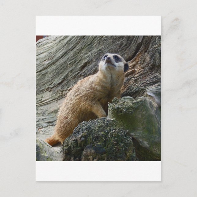 Meerkat Postcard (Front)