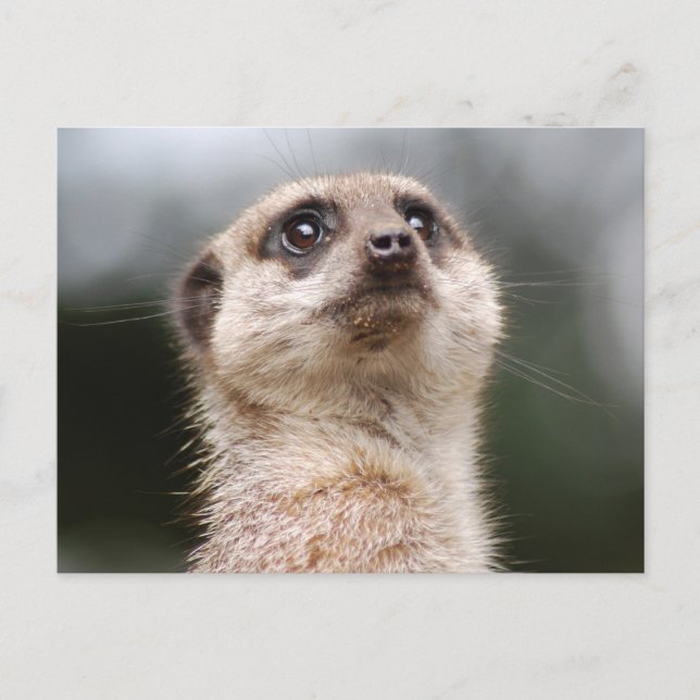 Meerkat Postcard (Front)