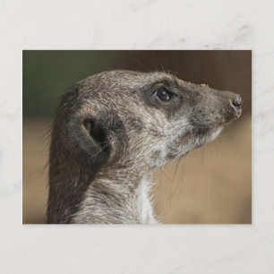 Meerkat Postcard